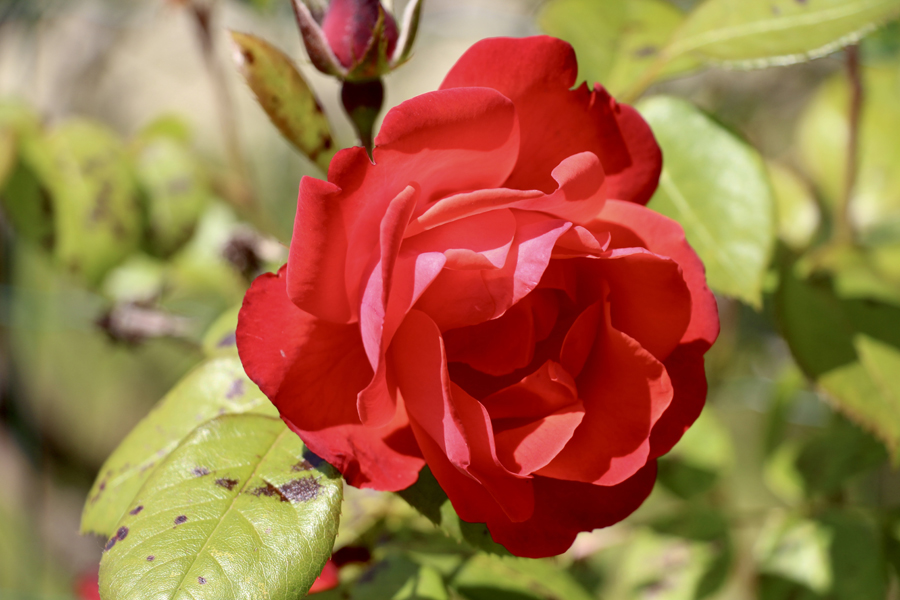 Rote Rose, Foto GOEDE